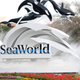 Illustration for article titled Fed Up: SeaWorld Just Went Off About How Everyone Wants SeaWorld To Get Rid Of Orcas But No One’s Coming To Take The Orcas Off Their Hands
